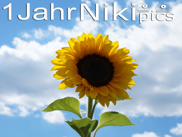 Ein Jahr Nikipics