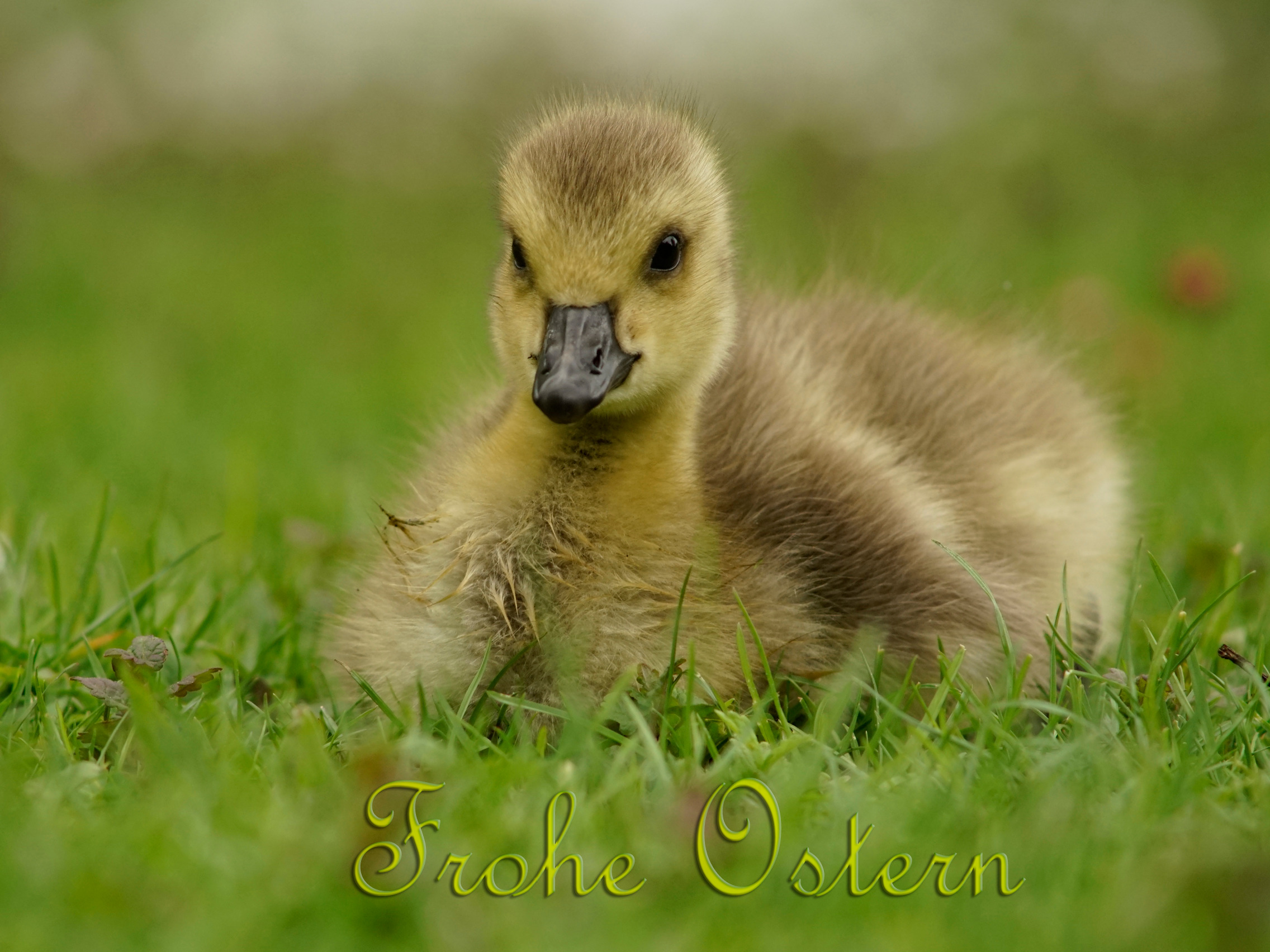 Frohe Osternkükenkarte 2025