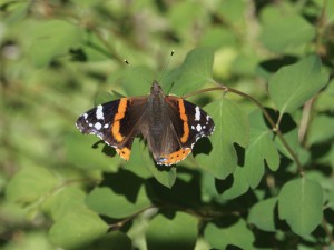 Admiral auf grünen Blättern Admiral auf grünen Blättern