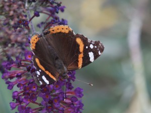Admiral am Sommerflieder Admiral am Sommerflieder