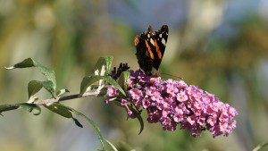 Admiral auf Sommerflieder Admiral auf Sommerflieder