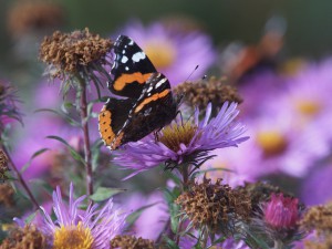 Admiral beim Nektarsammel im Herbst Admiral beim Nektarsammel im Herbst