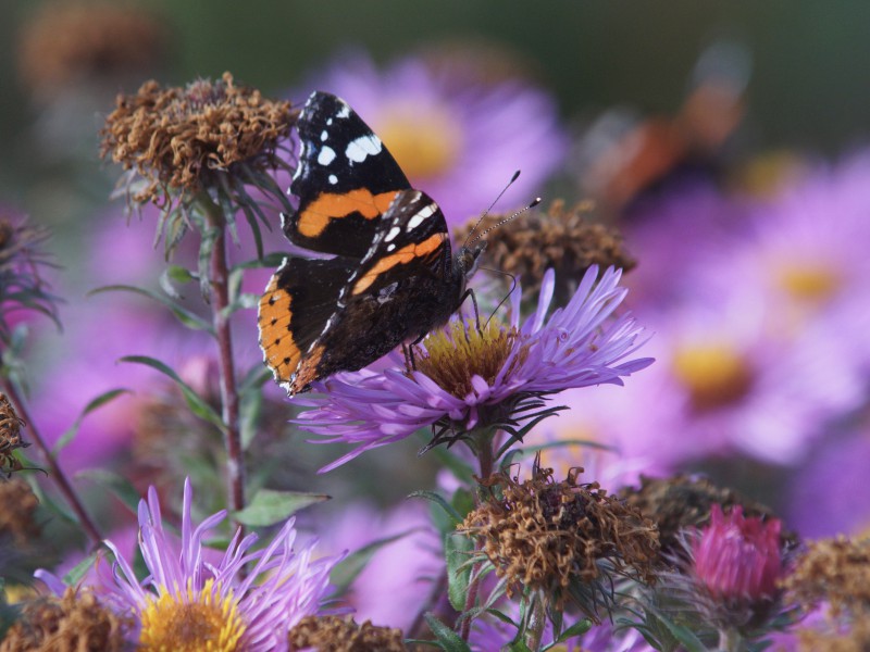 Admiral beim Nektarsammel im Herbst