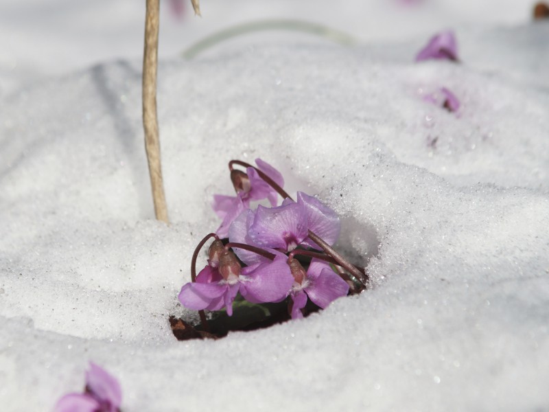 Alpenveilchen im Schnee