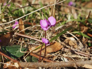 Alpenveilchen Pärchen