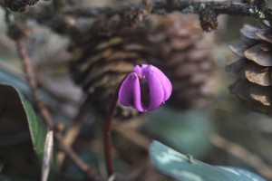 Die ersten trauen sich raus
