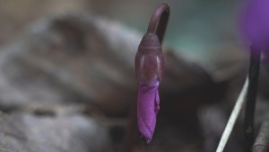 Erstes erwachen der Alpenveilchen