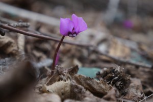 Erstes Frühlingserwachen