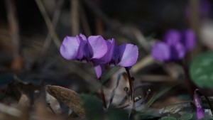 Frühblüher Alpenveilchen