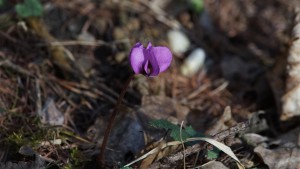 Frühlingsbote Alpenveilchen