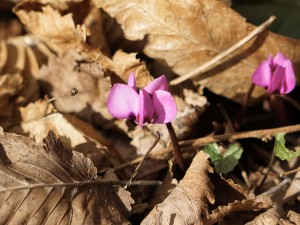 Frühlingsshow vom Alphenveilchen