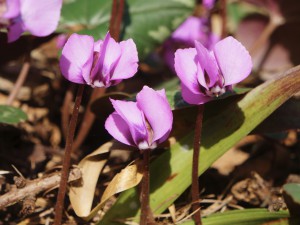 Gruppe wilder Aiphenveilchen