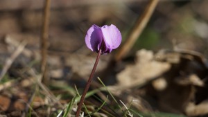 Hüpsches wides Alpenveilchen