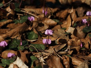 Kleine Alpenveilchen 
