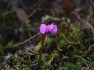 Kleines Alphenveilchen sieht den Frühling