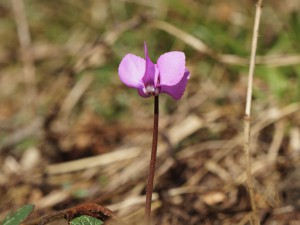 Kleines wildes Alphenveichen 