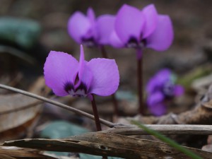 Schaut mal es wird bald Frühling