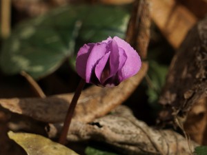 Skeptischer Blick des Alpenveilchens