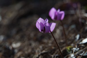 Trauen uns schon mal raus