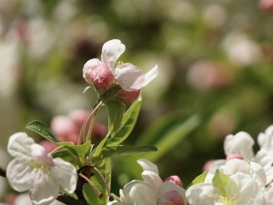 Apfelblüte und Knospen