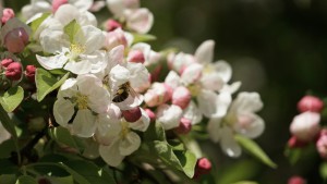 Apfelblüten mit Biene