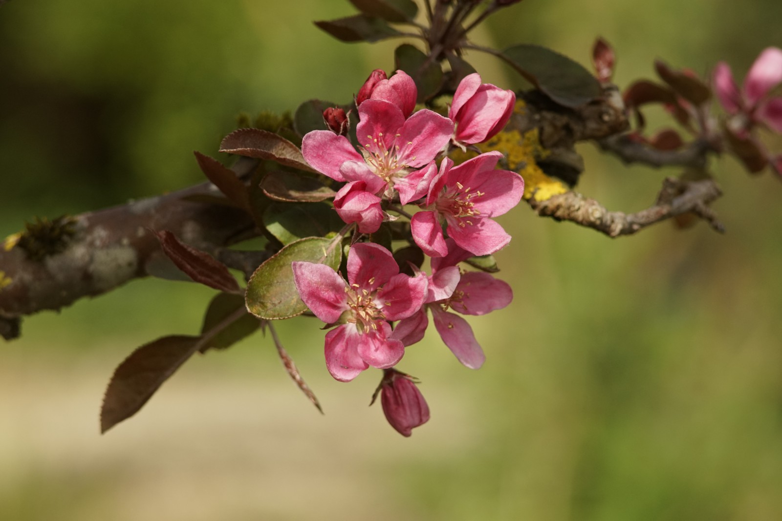 Rosarote Blüten am Ast