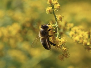 Biene an gelbe Blütenrispe Biene an gelbe Blütenrispe