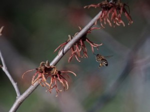 Biene auf dem Weg zur Zaubernuss