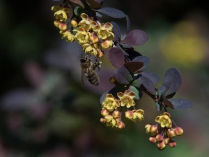 Biene an Berberis Blüte