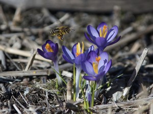 Biene auf dem Weg zum Krokus 