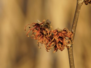 Biene auf oranger Zaubernuss Jan 2022