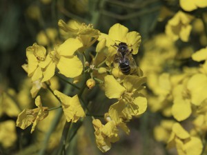 Biene auf Rapsblüte 2