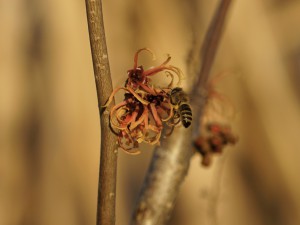 Biene im Januar 2022 Biene im Januar 2022