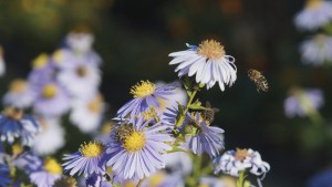 Bienentrio auf Herbstastern
