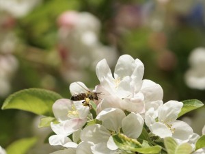 Fleißig für die Äpfel unterwegs Fleißig für die Äpfel unterwegs
