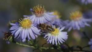 Fleißig von einer zur anderen Blüte
