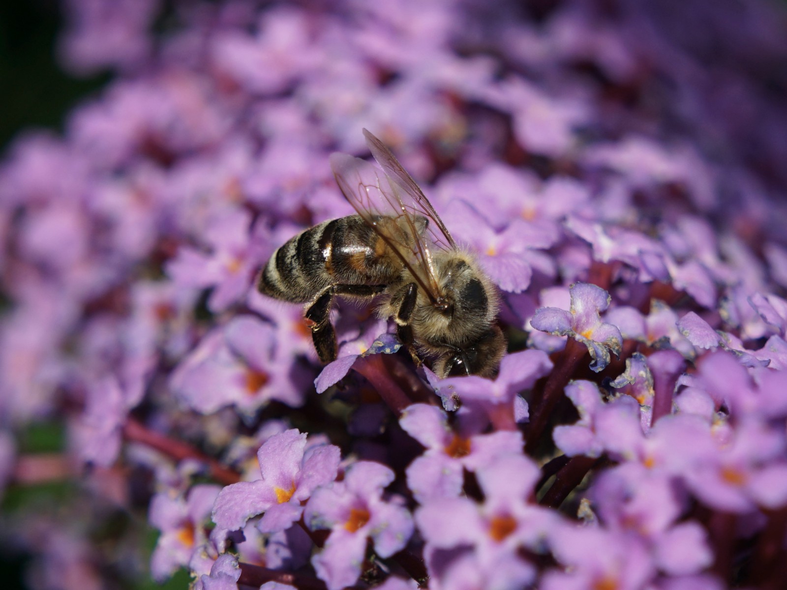 Kopfüber in den Sommerflieder Kopfüber in den Sommerflieder