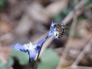 Lecker Blaustern Nektar