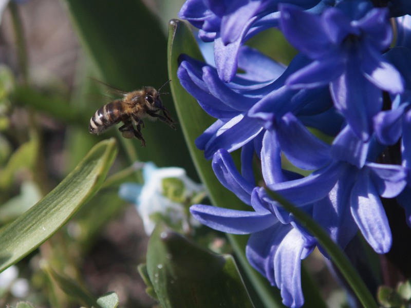 Münchner Biene unterwegs