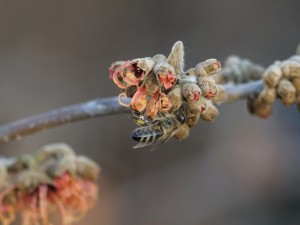 Necktarsuche der Biene im Januar 2022