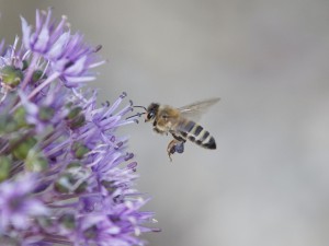 Von diesen Nektar will ich mehr
