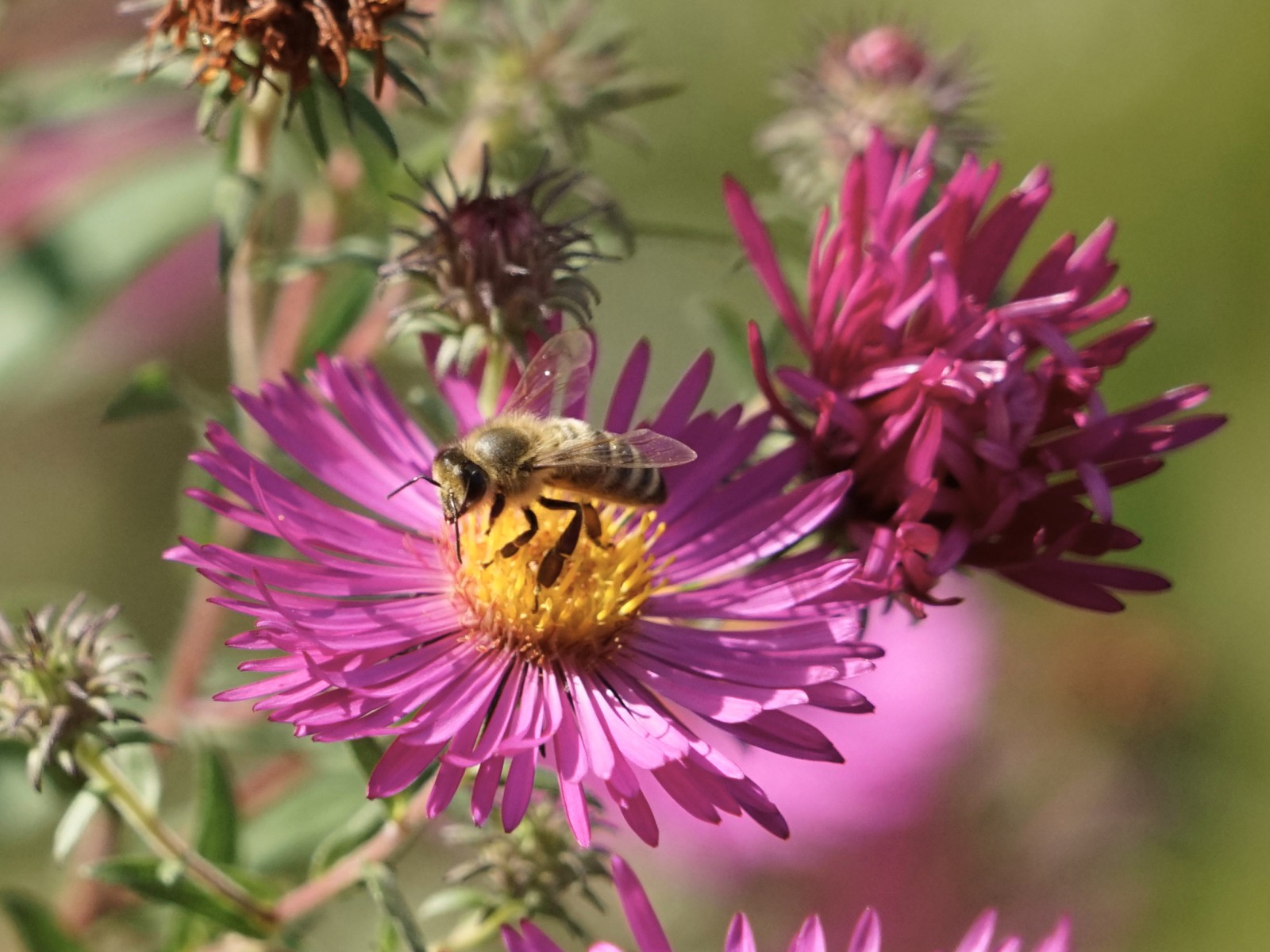 Weiter zur nächsten Asternblüte Weiter zur nächsten Asternblüte