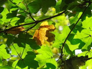 Braunes Blatt im grünen Laub