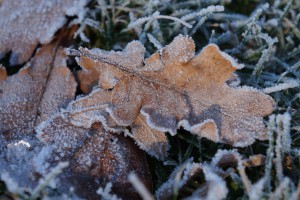 Frostiges Herbstblatt 1