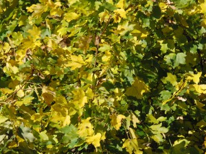 Gelb grünes Laub Textur 1