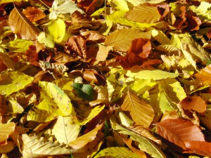 Gelb braunes Laub Textur 1