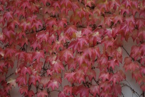 Rotes Laub-Wilder Wein