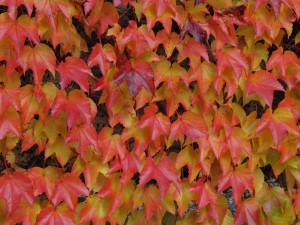 Wilder Wein im Herbst Textur