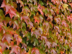 Wilder Wein Textur 2