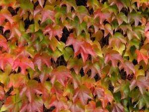 Wilder Wein Textur 1